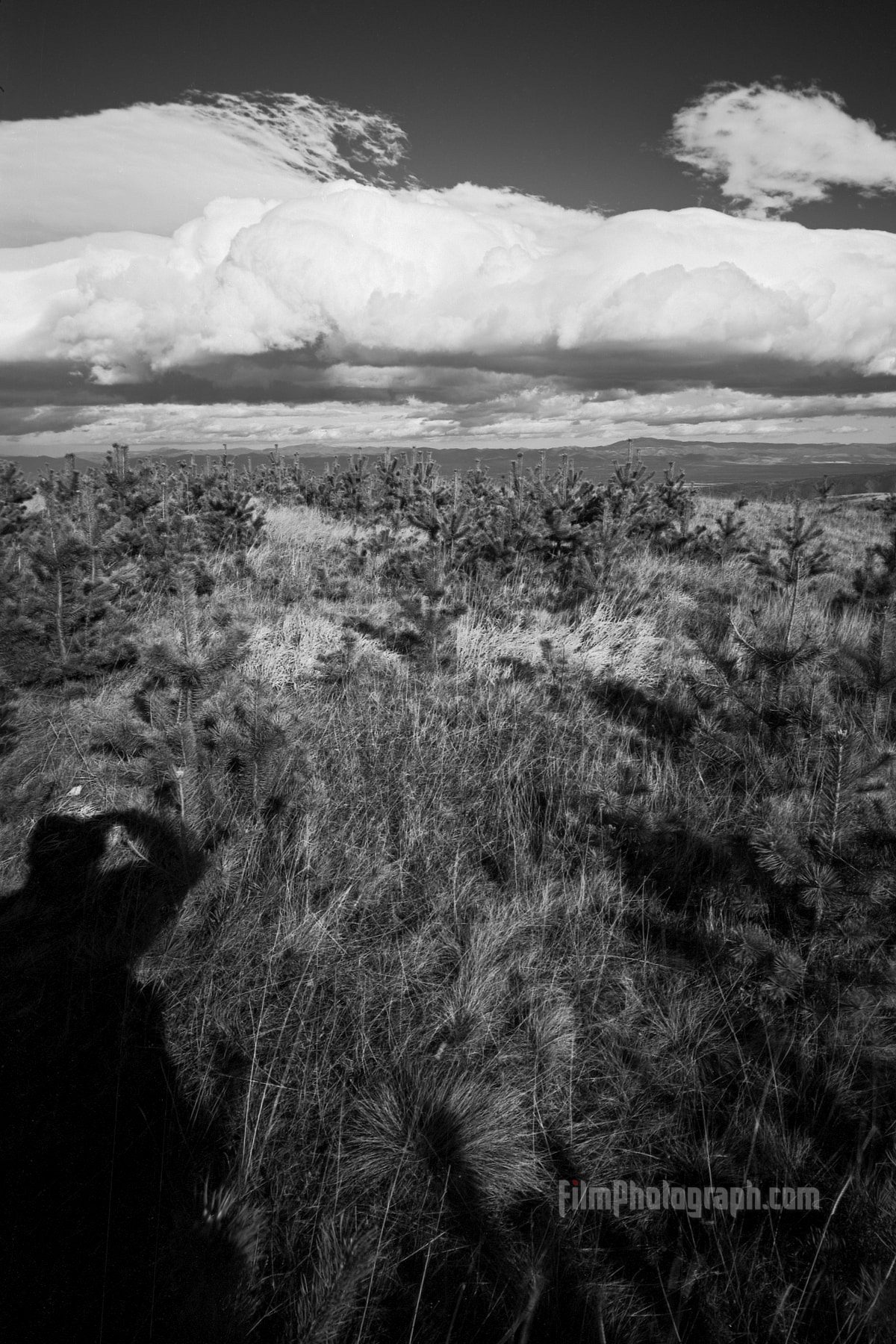 ADOX CMS 20 developed in Rodinal shot with Leica IIIc, Russar MR-2