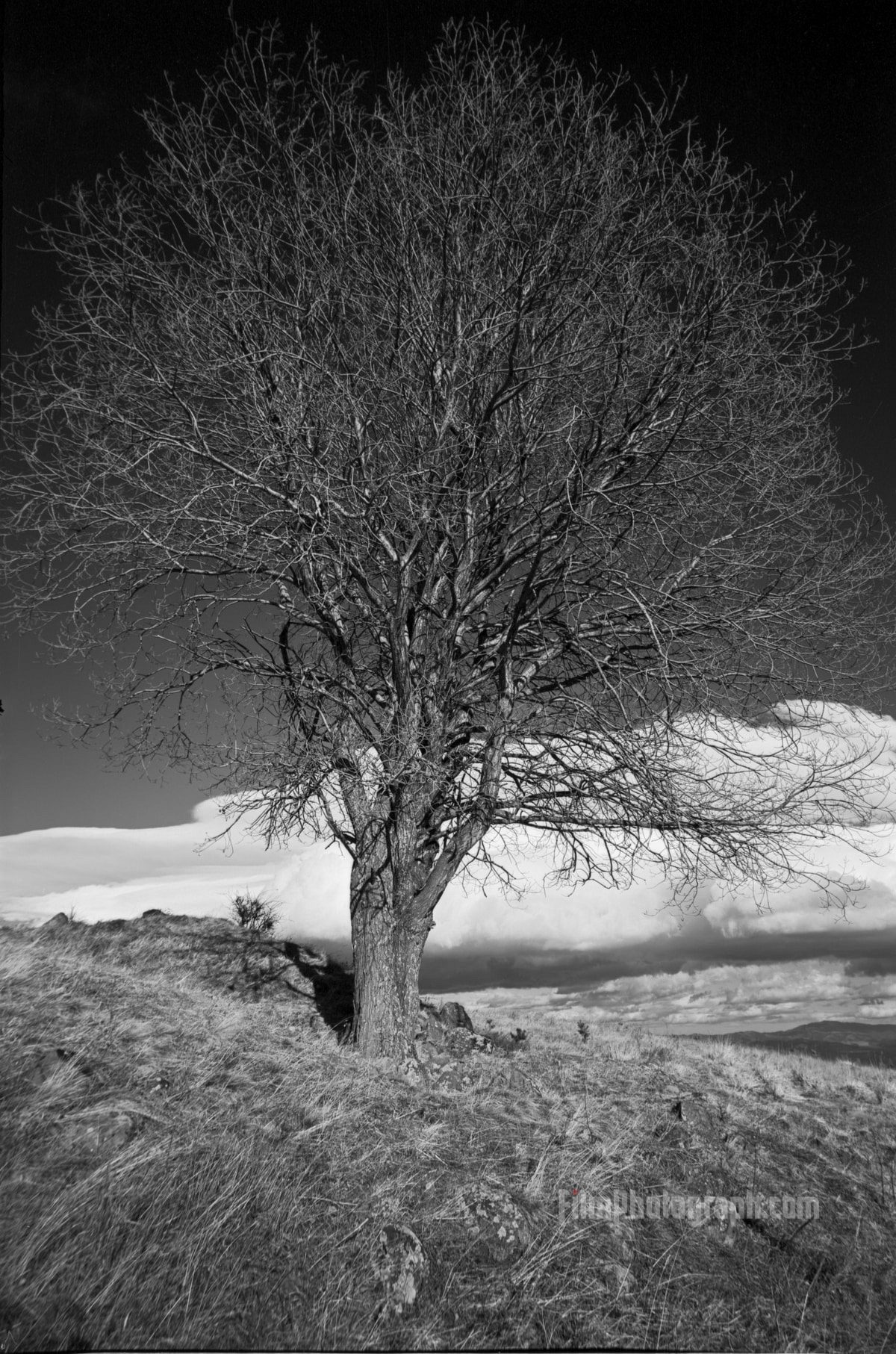 ADOX CMS 20 developed in Rodinal shot with Leica IIIc, Russar MR-2