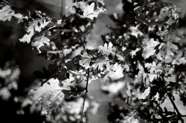 Agfa Copex Rapid Ricoh XR Rikenon Pentax MX Tetenal Neofin blue