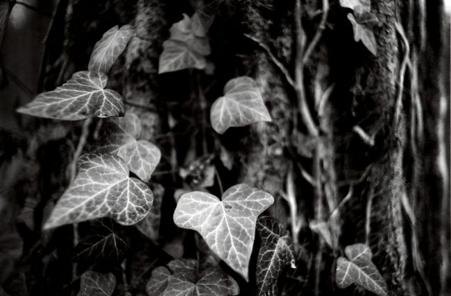 Agfa Copex Rapid Pentax MX Cosinon-W f2 28mm Cafenol