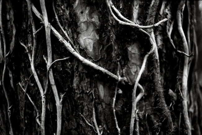 Agfa Copex Rapid Pentax MX Cosinon-W f2 28mm Cafenol