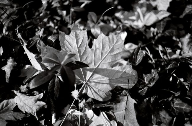 Agfa Copex Rapid Pentax MX Cosinon-W f2 28mm Cafenol