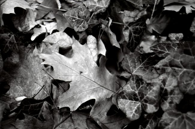Agfa Copex Rapid Pentax MX Cosinon-W f2 28mm Cafenol
