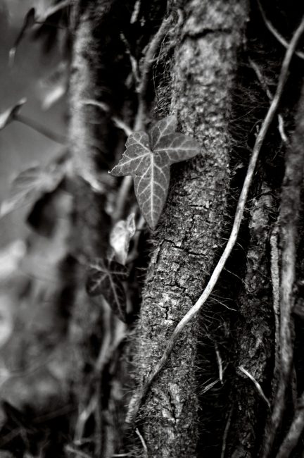 Agfa Copex Rapid Pentax MX Cosinon-W f2 28mm Cafenol