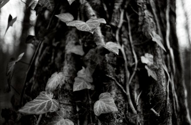 Agfa Copex Rapid Pentax MX Cosinon-W f2 28mm Cafenol