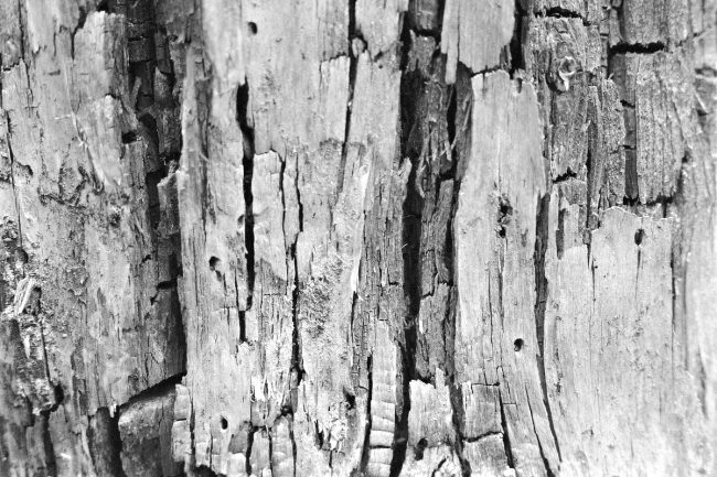 AGFA Superpan 200 Pentax MX SMC Pentax 1.8/55mm Rodinal
