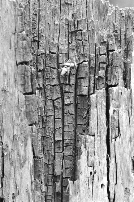 AGFA Superpan 200 Pentax MX SMC Pentax 1.8/55mm Rodinal
