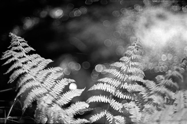 Pentax MX Ricoh XR Rikenon f1.4 50mm Afga Copex Rapid Neofin Blue 2016