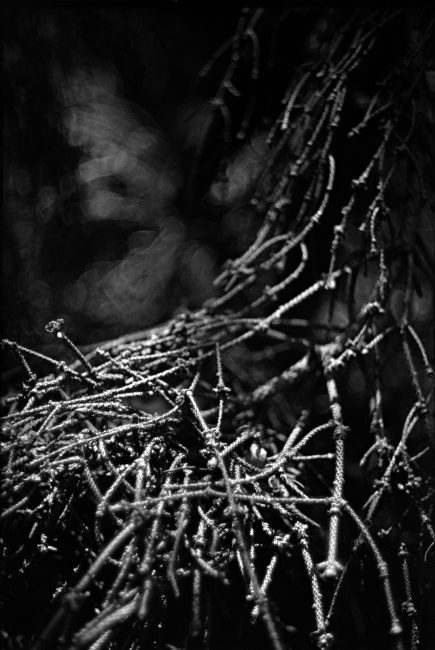 Pentax MX Ricoh XR Rikenon f1.4 50mm Afga Copex Rapid Neofin Blue 2016