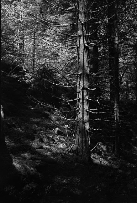 Pentax MX Ricoh XR Rikenon f1.4 50mm Afga Copex Rapid Neofin Blue 2016