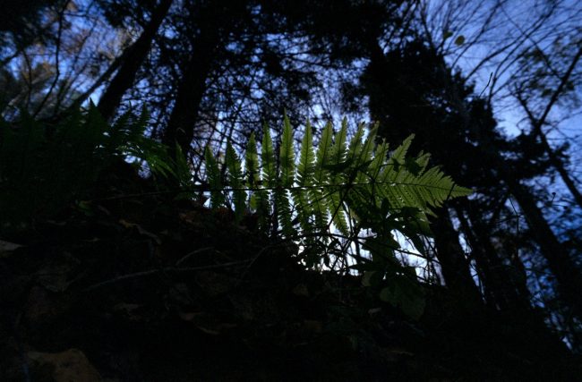 FujiFilm Fujicolor C200 Fern Nature with Russar MR-2