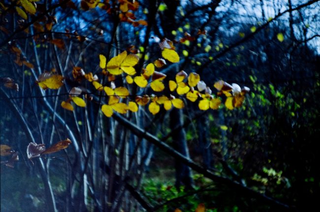 FujiFilm Fujicolor C200 Landscape with Lomo LC-A, nov 2019