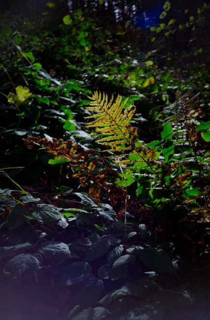 FujiFilm Fujicolor C200 Fern nature with Lomo LC-A, nov 2019