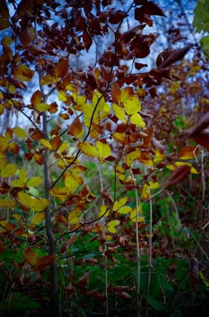 FujiFilm Fujicolor C200 autumn leafs with Lomo LC-A, nov 2019