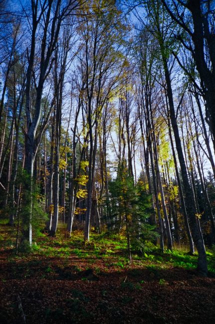 FujiFilm Fujicolor C200 autumn forest with Lomo LC-A, nov 2019