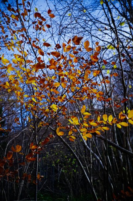 FujiFilm Fujicolor C200 autumn leafs with Lomo LC-A, nov 2019