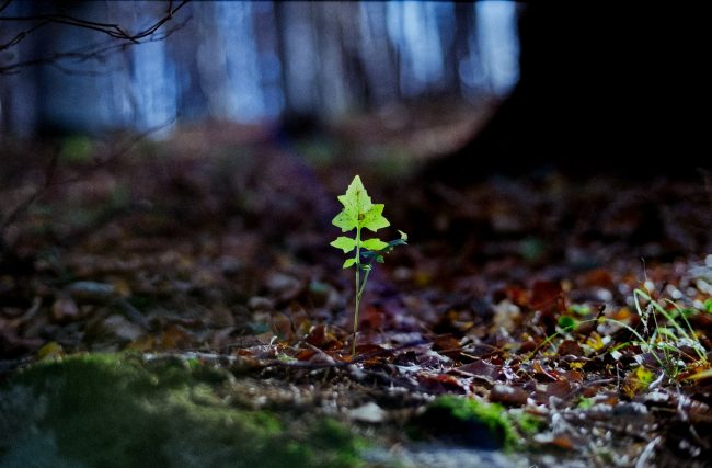 Color Leaf Nature with Ricoh XR Rikenon 1.2/55mm, Nov 2019