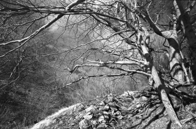 Kodak Technical Pan Nature Leica IIIc, Russar MR-2