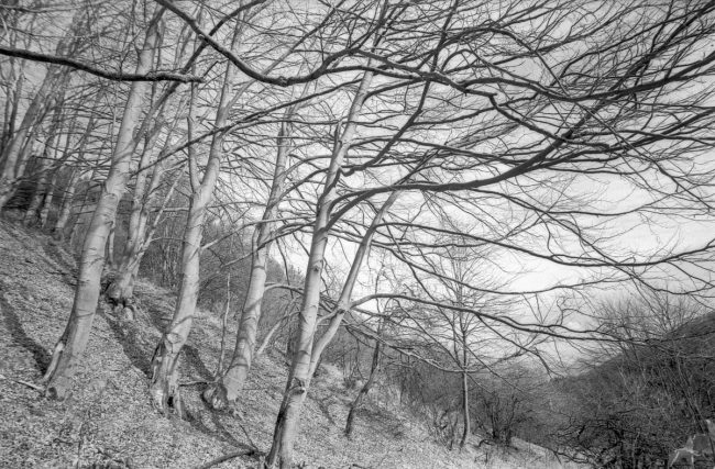 Kodak Technical Pan loaded in Leica IIIc, Russar MR-2