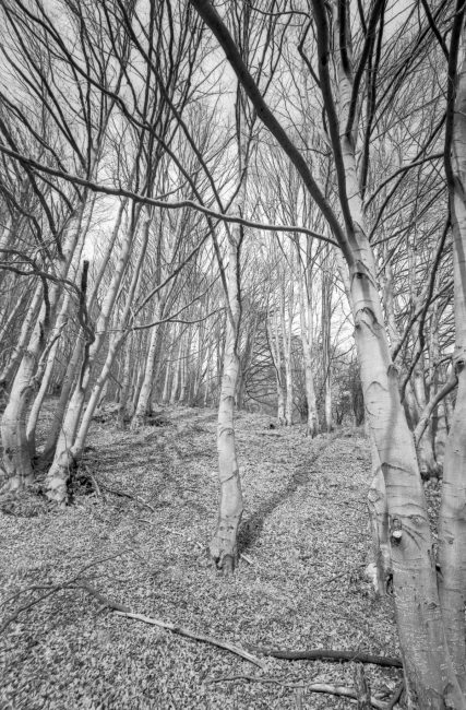 Vertical Landscape with Kodak Technical Pan loaded in Leica IIIc, Russar MR-2