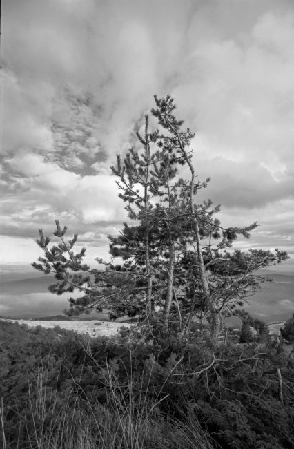 Kodak Technical Pan Landscape with Leica IIIc, Russar MR-2