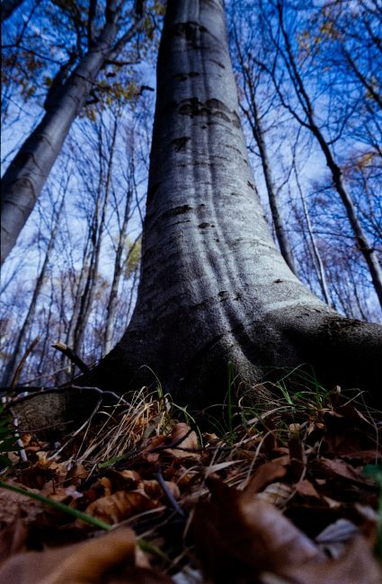 FujiFilm Fujicolor C200 Landscape with Russar MR-2