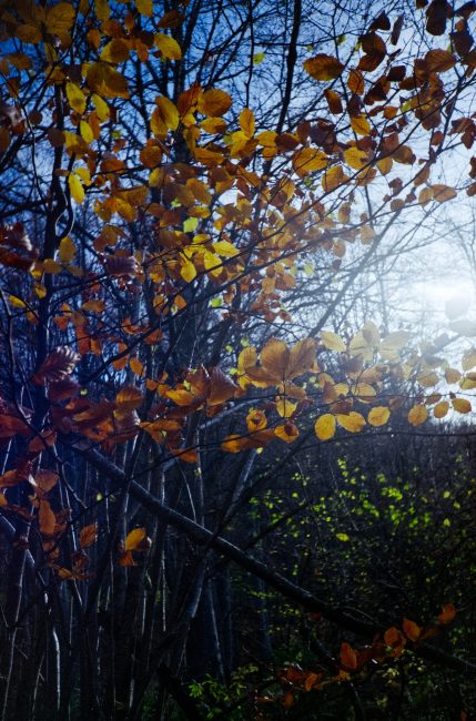 FujiFilm Fujicolor C200 autumn leafs with Lomo LC-A, nov 2019