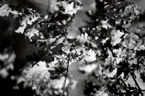 Agfa Copex Rapid Ricoh XR Rikenon Pentax MX Tetenal Neofin blue