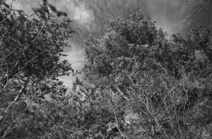 Kodak Technical Pan loaded in Leica IIIc, Russar MR-2
