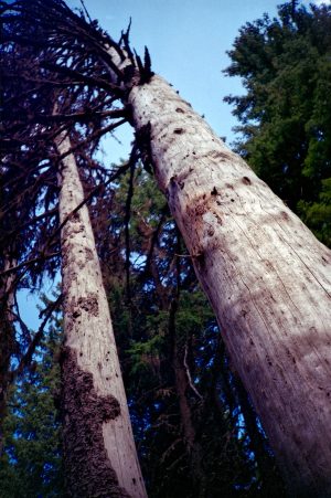 FujiFilm Fujicolor C200 Trees with Lomo LC-A
