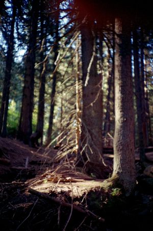 FujiFilm Fujicolor C200 Forest Landscape with Lomo LC-A