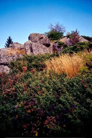 FujiFilm Fujicolor C200 Landscape with Lomo LC-A