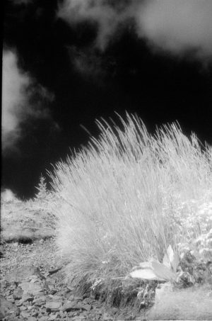 Efke IR820 AURA Summitar Leica lllc