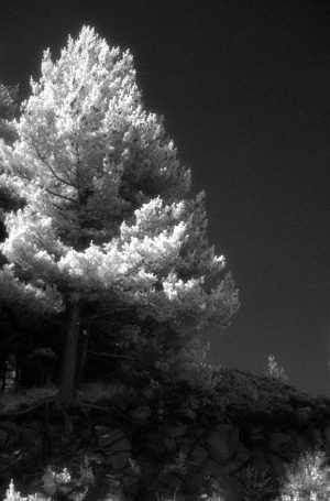 Efke IR820 AURA Summitar Leica lllc