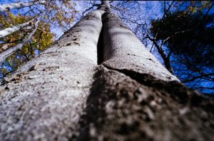 FujiFilm Fujicolor C200 Beech tree Landscape with Russar MR-2