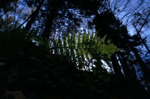 FujiFilm Fujicolor C200 Fern Nature with Russar MR-2