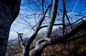 FujiFilm Fujicolor C200 Beech tree with Russar MR-2