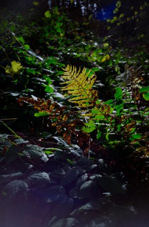 FujiFilm Fujicolor C200 Fern nature with Lomo LC-A, nov 2019