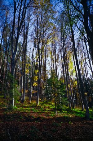 FujiFilm Fujicolor C200 autumn forest with Lomo LC-A, nov 2019