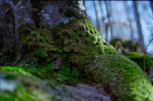 Color Nature with Ricoh XR Rikenon 1.2/55mm, Nov 2019