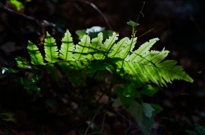 Color Fern Nature with Ricoh XR Rikenon 1.2/55mm, Nov 2019