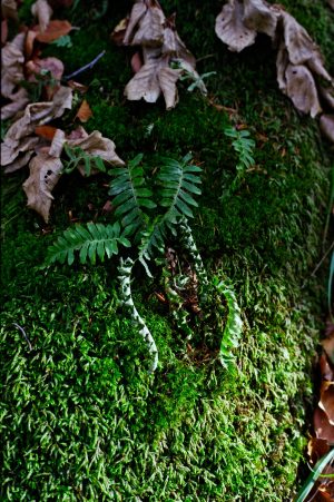 Color Nature with Ricoh XR Rikenon 1.2/55mm, Nov 2019