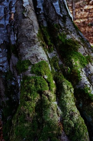 Color Nature with Ricoh XR Rikenon 1.2/55mm, Nov 2019
