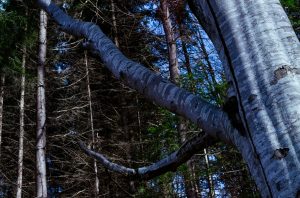 Color Nature Beech tree with Ricoh XR Rikenon 1.2/55mm, Nov 2019