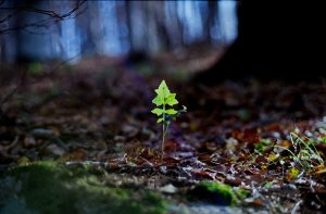 Color Leaf Nature with Ricoh XR Rikenon 1.2/55mm, Nov 2019