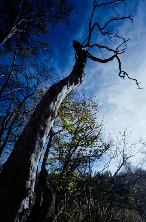 FujiFilm Fujicolor C200 Landscape with Russar MR-2