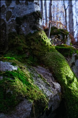 Color Nature with Ricoh XR Rikenon 1.2/55mm, Nov 2019
