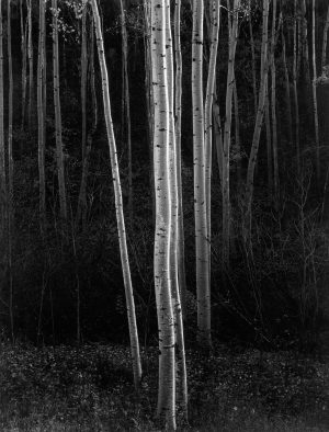 Ansel Adams Aspens New Mexico 1958