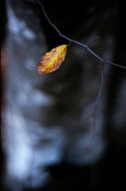 Color Leaf Nature with Ricoh XR Rikenon 1.2/55mm, Nov 2019